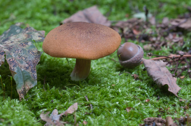 istock Gymnopilus picreus mushrooms 902624698