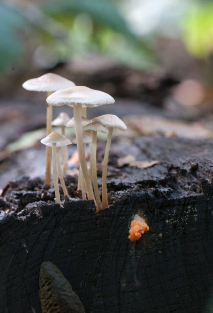 istock Mycena galericulata mushrooms on an old stump 902624742
