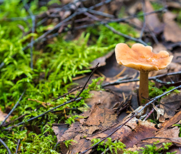 istock Beautiful Fungus, Moss & Toadstools of Finland Forests 902624784