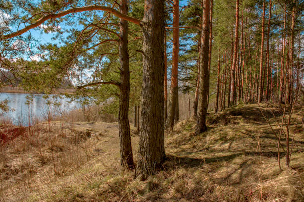 istock The pine trees on the shore of the quarry 902624912