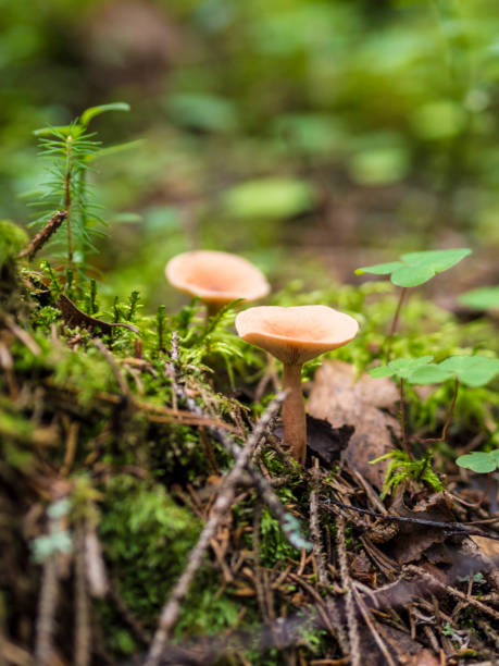 istock Beautiful Fungus, Moss & Toadstools of Finland Forests 902624978