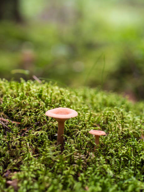 istock Beautiful Fungus, Moss & Toadstools of Finland Forests 902625066