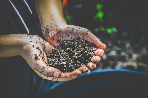 Child holds a handful of dirt, planting and gardening