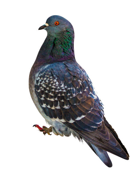 istock birds pigeons. Feral Pigeon isolated on white 902631114