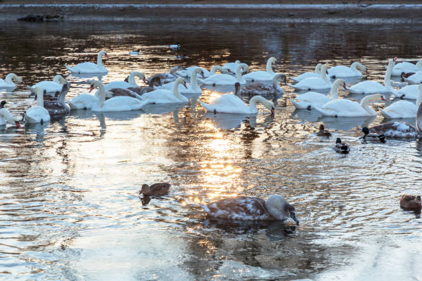 istock Numerous backlit swans and ducks swimming at sunset in winter.
 numerous
numerous
Numerous backlit swans and ducks swimming at sunset. 902632918