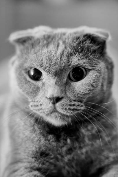 istock beautiful portrait of a Scottish fold cat 902635896