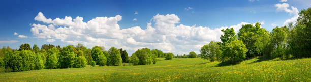 istock Field with dandelions and blue sky 902637192