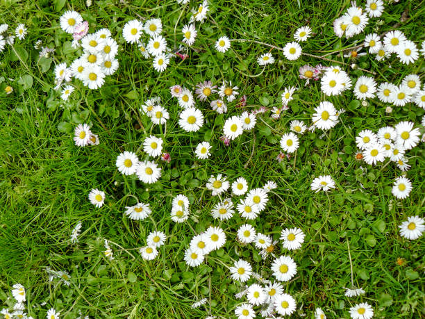 istock Daisies - genus, meadow, spring, flower, view from above 902637416