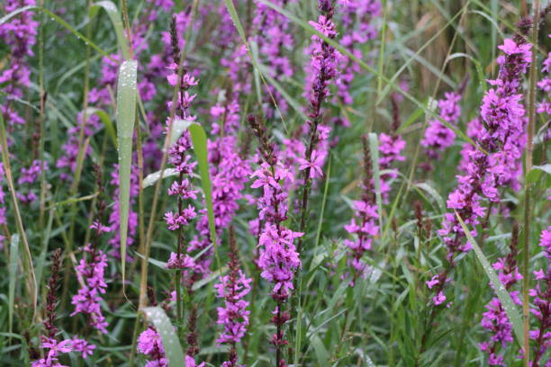 istock bright flowers Lythrum salicaria 902640572