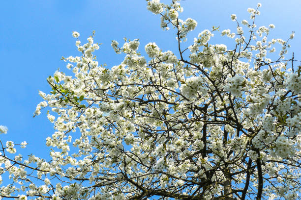 istock Branches of a cherry tree in full bloom in sunshine 902640880