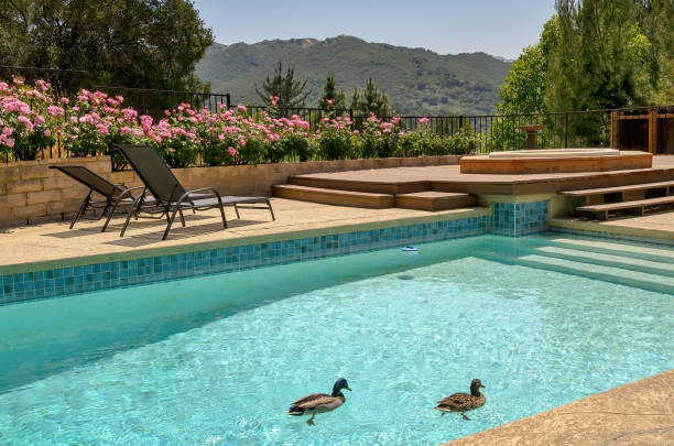 istock Mallard ducks enjoy luxury home swimming pool. 902640996