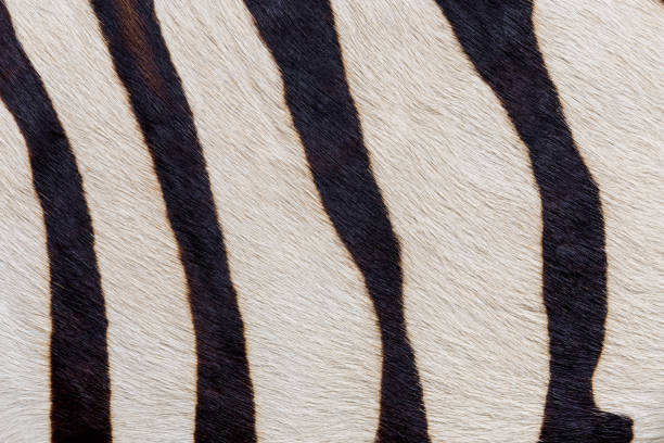 istock Skin of a zebra. Background. 902644008