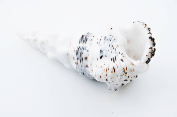 Sea shell on the white snow background. Close-up view. Seashell on the snow on sunny day