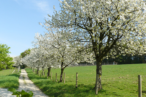 Cherry trees in white bloom in spring on the wayside