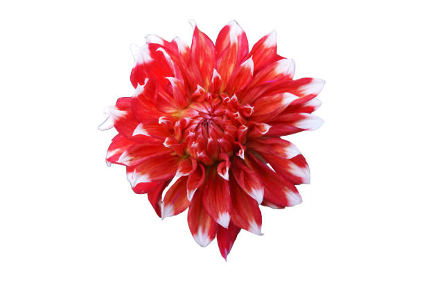istock Dahlia scarlet flower with white tips isolated on white 902651914