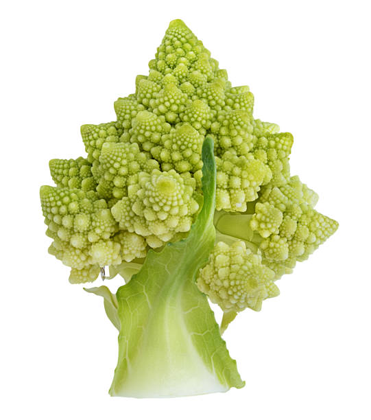 Roman cauliflower isolated on white background