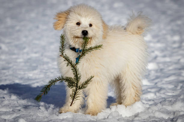 un cucciolo estremamente carino doodle doodle doodle che gioca con un ramo di abete nella neve. - winter snowshoeing running snowshoe foto e immagini stock