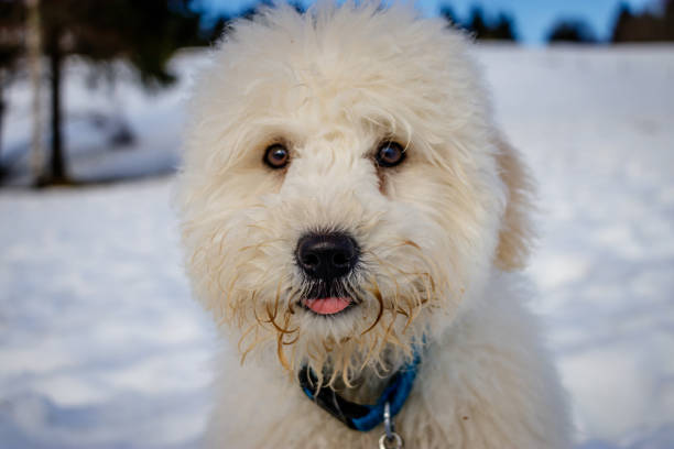 istock An extremely cute baby golden doodle looking curious into the camera on a sunny day. 902658184