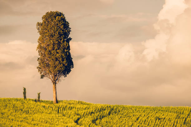 istock Sunny afternoon in Tuscany 902658194