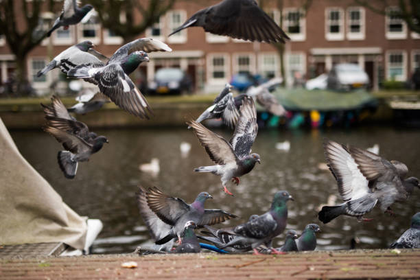istock Flock of birds at Amsterdam canal. 902658920