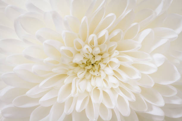 istock centered closeup of white Chrysant flower with warm tint 902662016