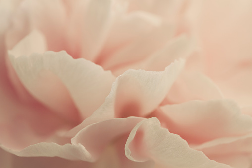 Abstract Closeup of Pink Clove Flower Petals with shallow depth of field