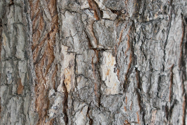 istock wood skin background 902662396