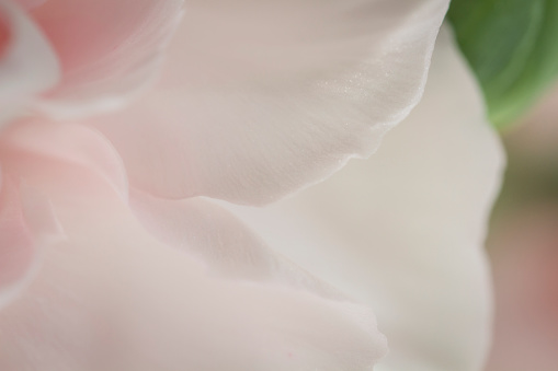 Closeup of Pink and delicate Clove Flower Petals