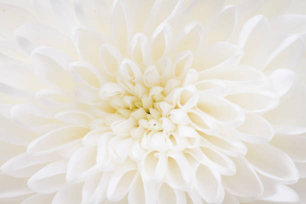 istock centered closeup of white Chrysant flower 902662902