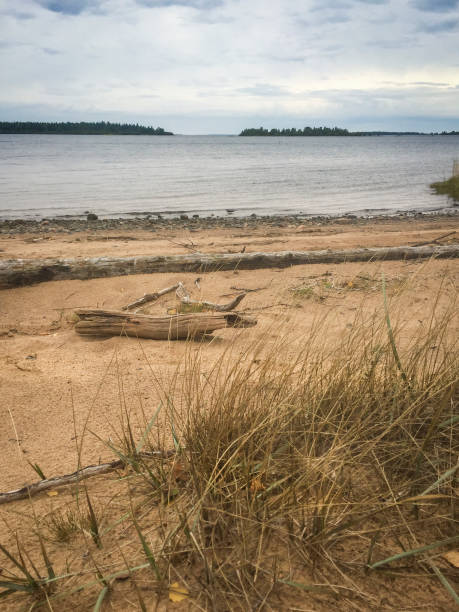 istock Drift wood on the beach with plantation in foreground 902663038