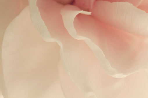 Abstract Closeup of Pink and delicate Clove Flower Petals