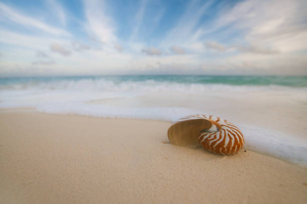 istock nautilus sea shell  with waves in  soft sunrise ight 902666084