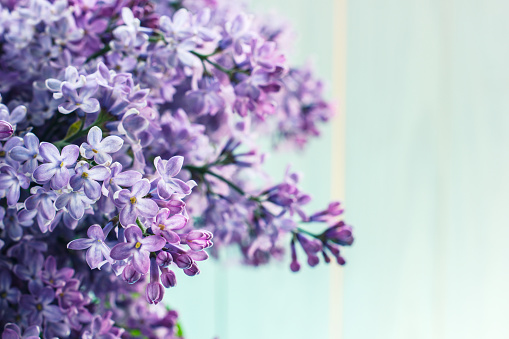 A bouquet of lilacs in front of light background, vintage colors.