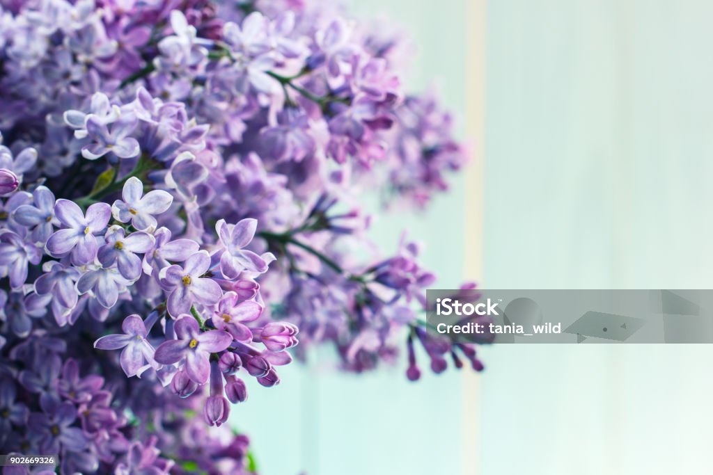 A bouquet of lilacs in front of light background, vintage colors A bouquet of lilacs in front of light background, vintage colors. Lilac Stock Photo