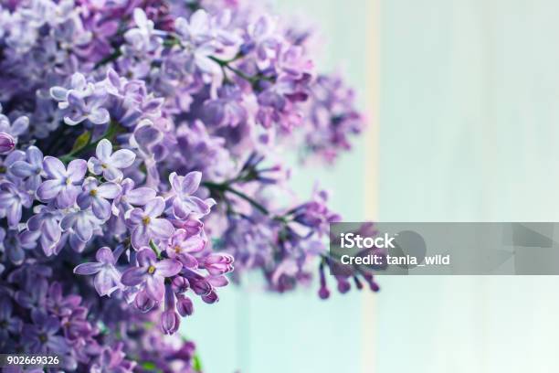 A Bouquet Of Lilacs In Front Of Light Background Vintage Colors Stock Photo - Download Image Now