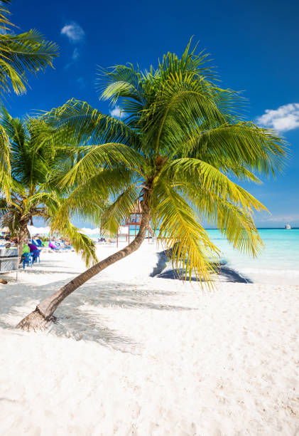 istock Coconut palm on caribbean beach 902669542