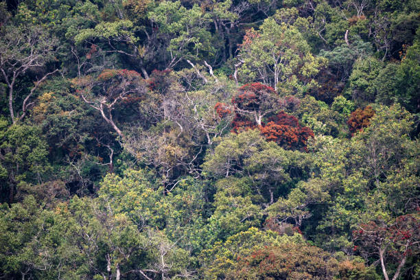 istock Scenic view in Horton Plains, Sri Lanka 902673082