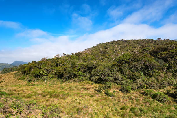 istock Scenic view in Horton Plains, Sri Lanka 902673262