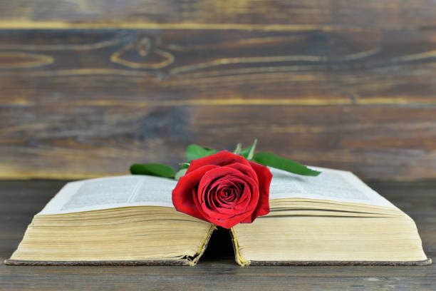istock Valentines Day rose on the opened book 902673374