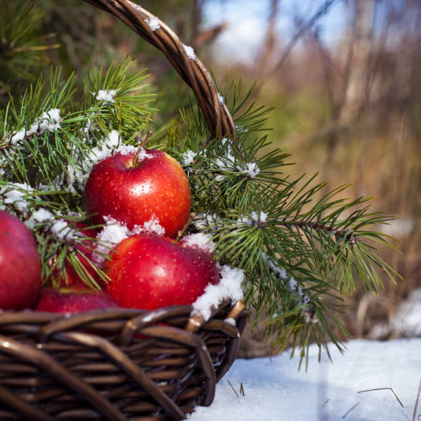 mele rosse nel cestino nella neve, fuori - 5945 foto e immagini stock