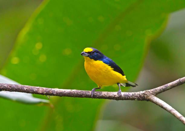 istock Scrub Euphonia, Euphonia affinis, Aranal, Costa Rica 902673834