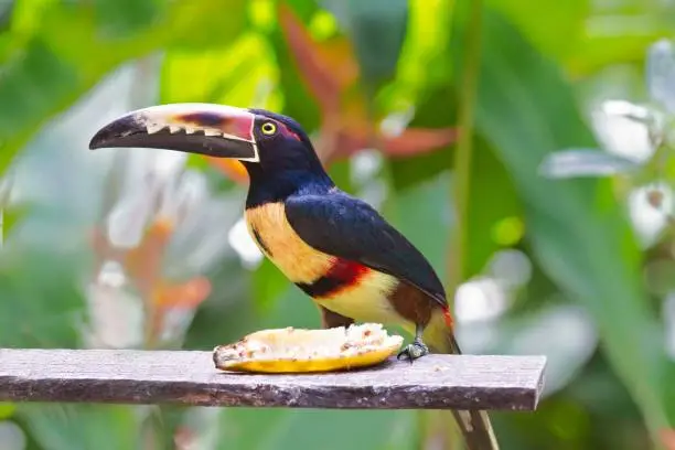 One of the most spectacular birds in the world, a toucan-sized bird with a huge beak with a sawtooth design.