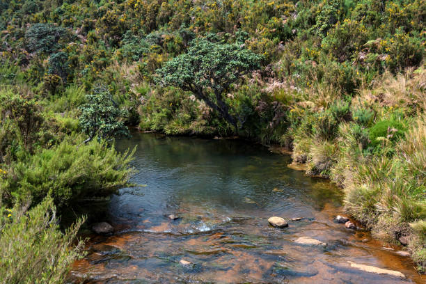 istock Road leading to Horton Plains, Sri Lanka 902674082