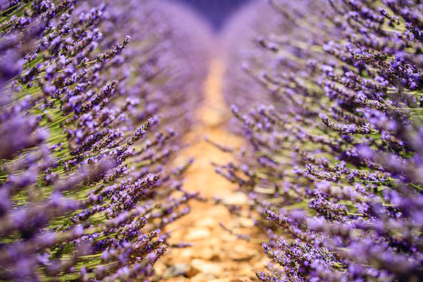 pola lawendy - lavender lavender coloured flower herb zdjęcia i obrazy z banku zdjęć