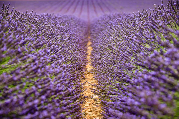 pola lawendy - lavender lavender coloured flower herb zdjęcia i obrazy z banku zdjęć