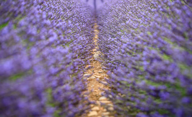 pola lawendy - lavender lavender coloured flower herb zdjęcia i obrazy z banku zdjęć