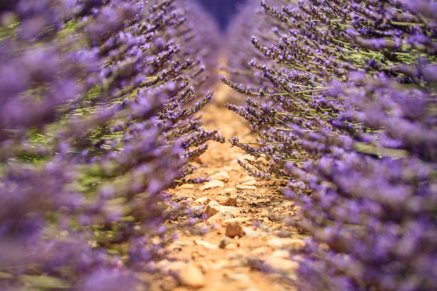 pola lawendy - lavender lavender coloured flower herb zdjęcia i obrazy z banku zdjęć