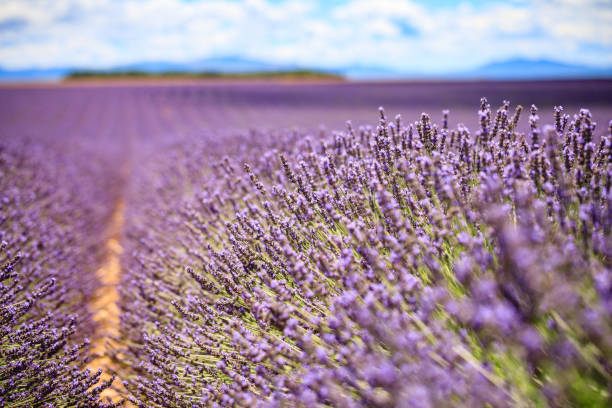 pola lawendy - lavender lavender coloured flower herb zdjęcia i obrazy z banku zdjęć