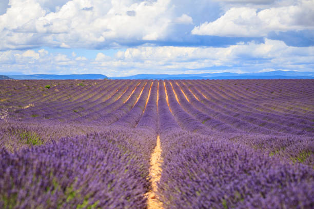 pola lawendy - lavender lavender coloured flower herb zdjęcia i obrazy z banku zdjęć