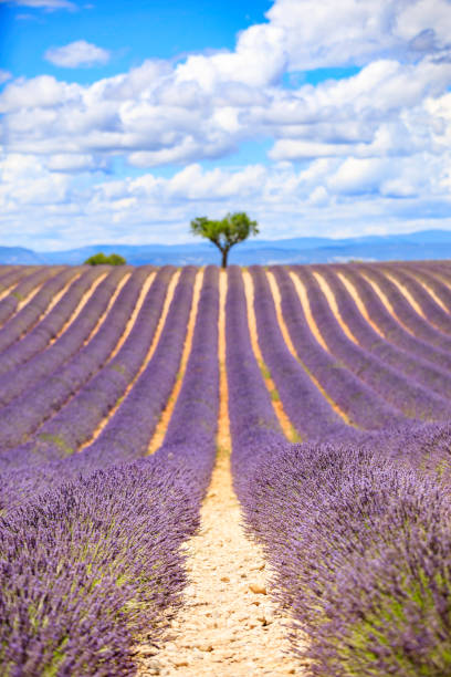 pola lawendy - lavender lavender coloured flower herb zdjęcia i obrazy z banku zdjęć